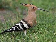 Hoopoe standing in the grass