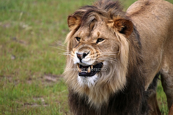 Lion (Panthera Leo)