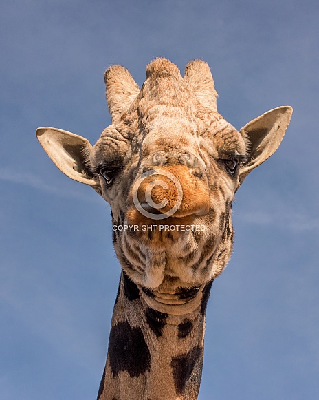 Giraffe Portrait