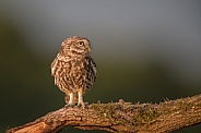 Little Owl