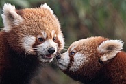 Red Panda Cubs Close Up Together