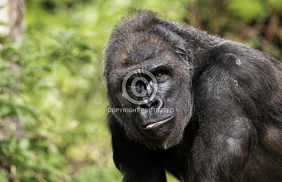 Western Lowland Gorilla Looking Upwards