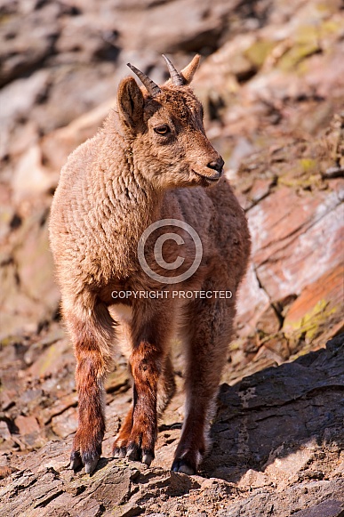 Young Ibex Young Ibex