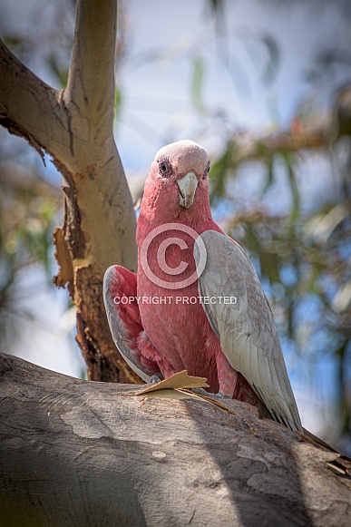 Female Galah looking at camera