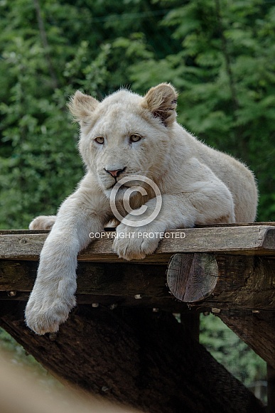 white Lion