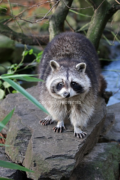Common raccoon (Procyon lotor) Common raccoon (Procyon lotor)