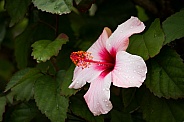 Hibiscus blossom