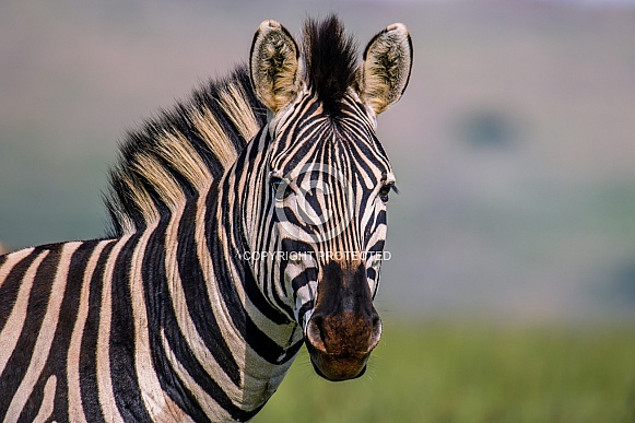 Zebra, South Africa