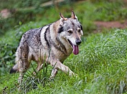 Wolfdog walking