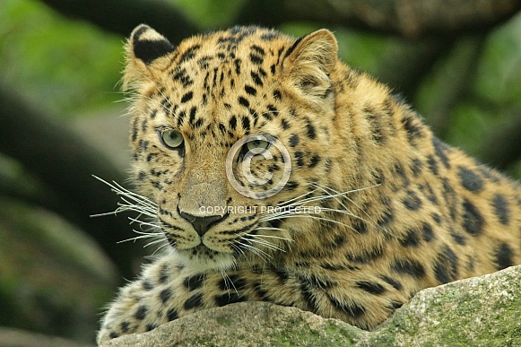 Amur leopard