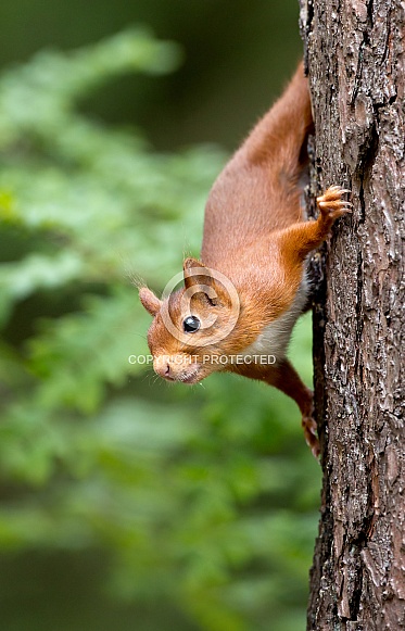 Red Squirrel Red Squirrel