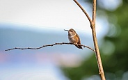 Rufous Hummingbird sitting on branch