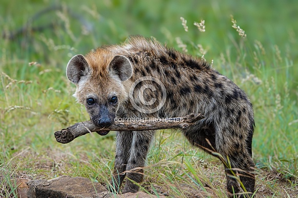 Spotted Hyena in Kruger