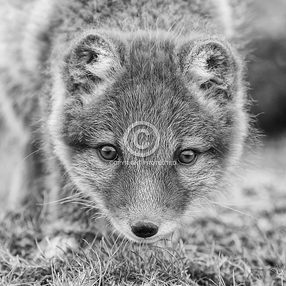 Arctic Fox cub