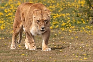 African Lioness Walking