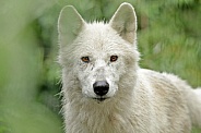 White Tundra Wolf