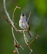 tufted titmouse - Baeolophus bicolor -  cute songbird perched on branch of turkey oak with acorn caps with blurred green background, looking at camera with tall head crest sticking up