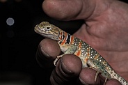 Collared Lizard