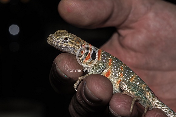 Collared Lizard
