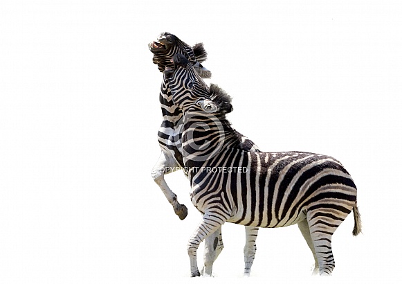 Zebra SA Kruger Park
