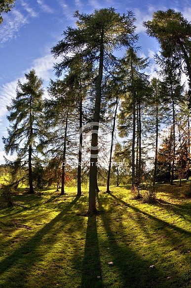 Woodland trees and sunlight - England