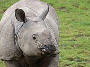 Greater one horned Rhino