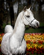 Arabian Horse--Stunning Stallion