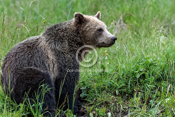 Grizzly Bear