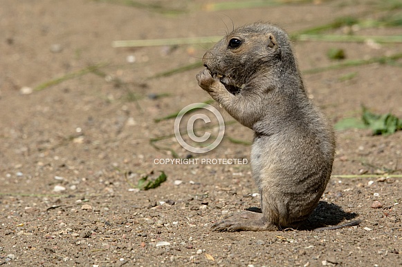 prairie dog prairie dog