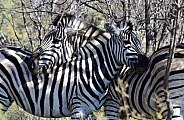 Zebra