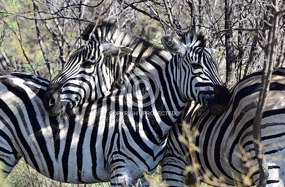 Zebra