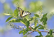 Swallowtail Butterfly on a Chokecherry Tree