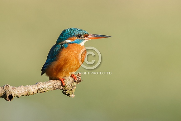 Kingfisher