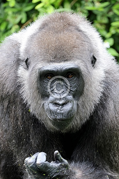 Western Lowland Gorilla