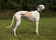 Lemon and White Greyhound