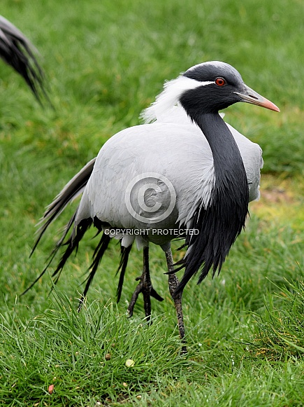 Demoiselle crane