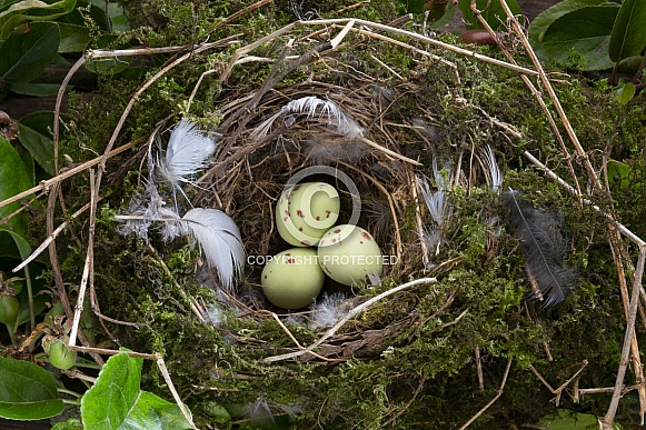 Eggs in a birds nest