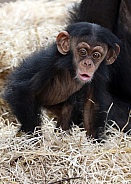 Chimpanzee (pan troglodytes)