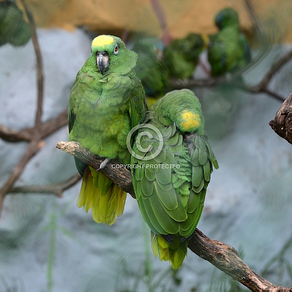 Yellow-crowned amazon parrot,pair