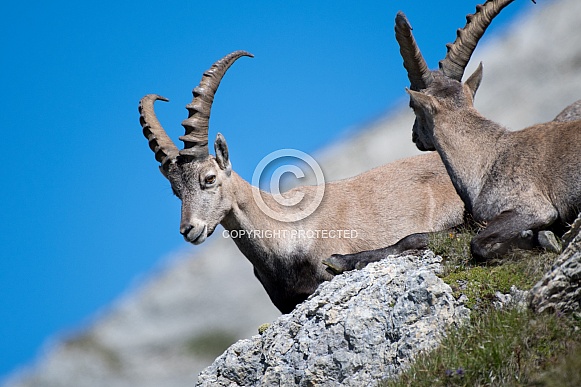 Alpine Ibex