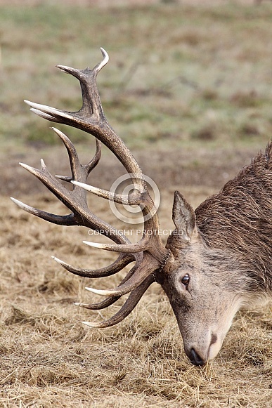 Red Deer Stag