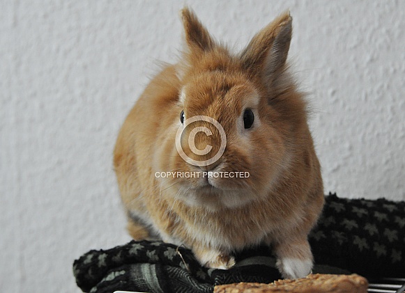 Lionhead Rabbit Lionhead Rabbit