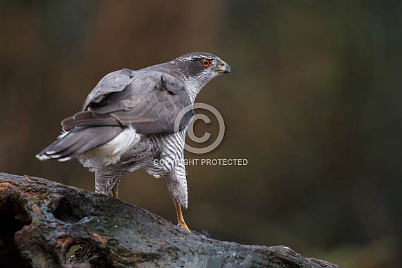 The northern goshawk