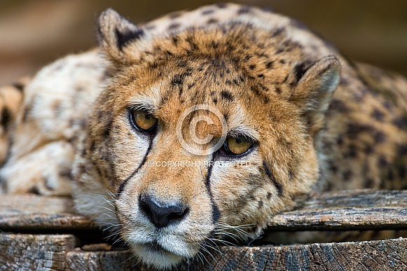 Cheetah