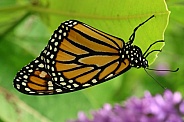 Monarch 2 butterfly