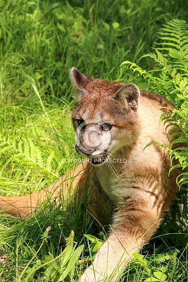 Mountain Lion
