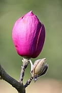 Magnolia