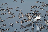 a large group of wigeons