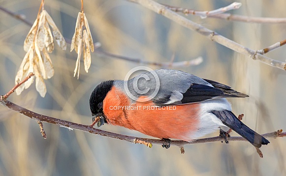 Bullfinch Bullfinch