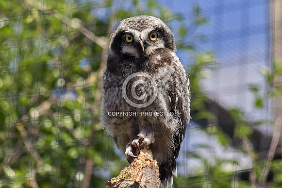 Northern hawk owl